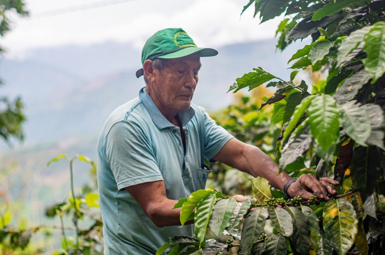 EL CAFÉ DE PERÚ